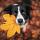 Border Collie hond in een herfstlandschap