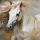 Wild paard met wapperende manen