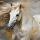 Wild paard met wapperende manen