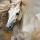 Wild paard met wapperende manen