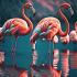Flamingo's in water