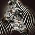 Zebra's modern schilderij