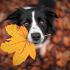 Border Collie hond in een herfstlandschap