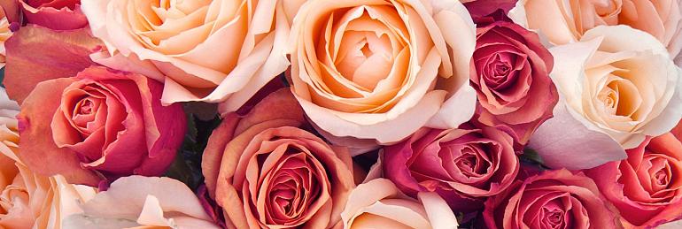 Roze rozen