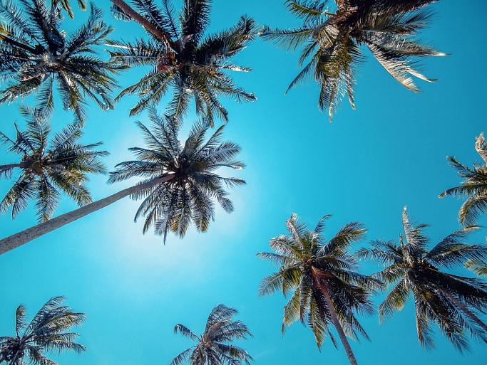 Hoge palmbomen in helderblauwe lucht