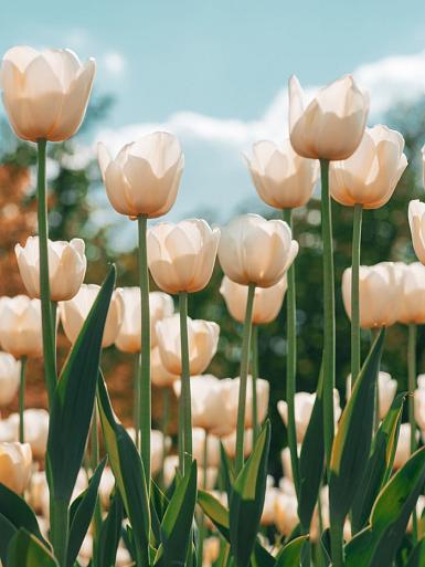 Witte tulpen in tulpenveld
