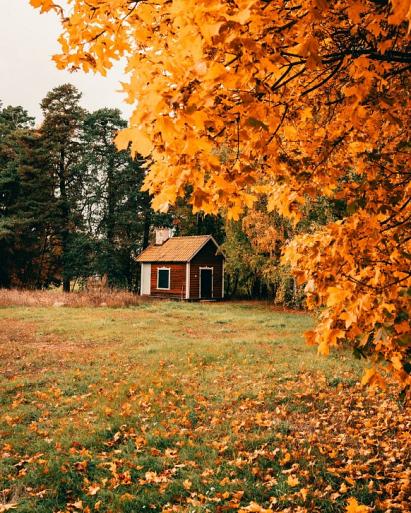 Huisje in bos met herfstachtige bomen