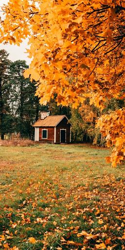 Huisje in bos met herfstachtige bomen
