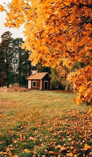 Huisje in bos met herfstachtige bomen