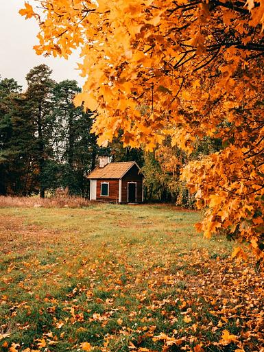Huisje in bos met herfstachtige bomen