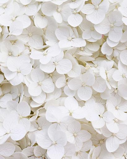Wit bloemenveld