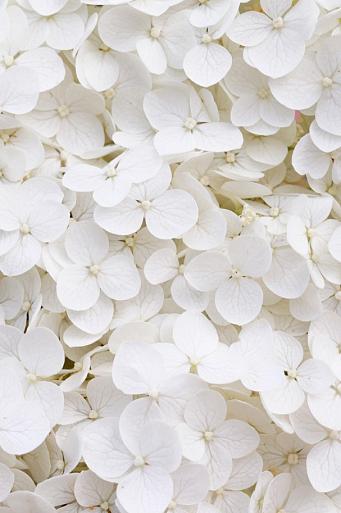Wit bloemenveld