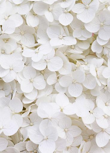 Wit bloemenveld