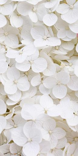 Wit bloemenveld