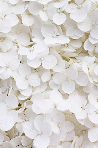 Wit bloemenveld