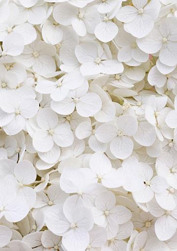 Wit bloemenveld
