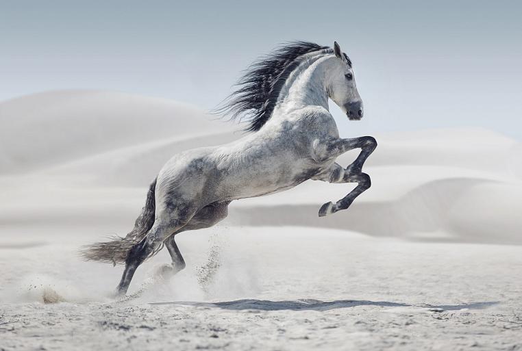Galopperend paard