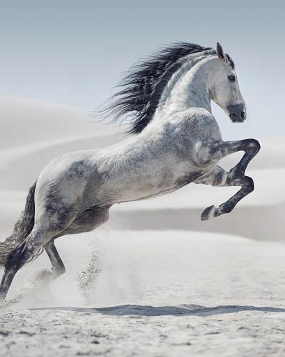 Galopperend paard
