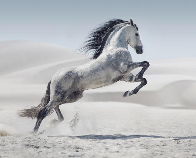 Galopperend paard