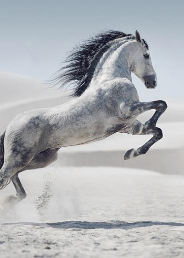 Galopperend paard