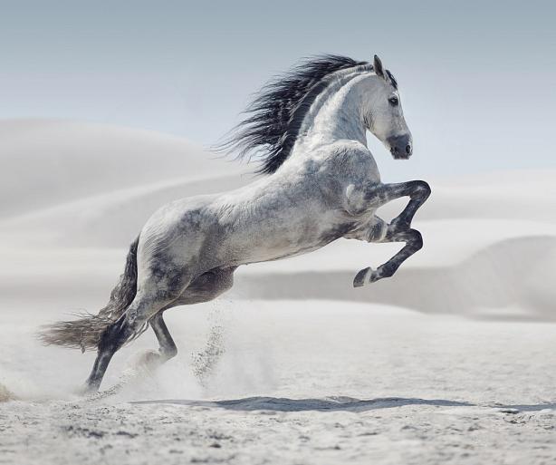 Galopperend paard