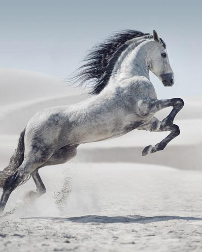 Galopperend paard