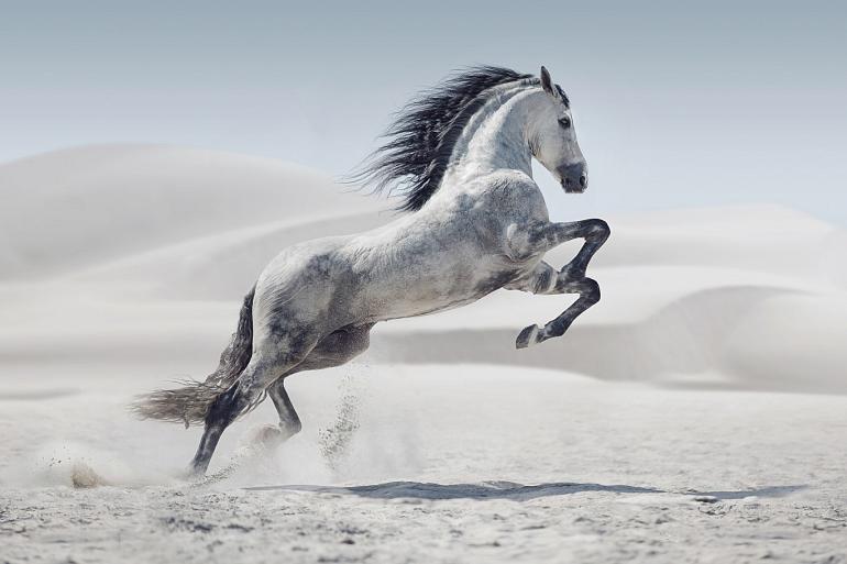 Galopperend paard
