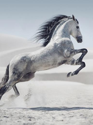 Galopperend paard