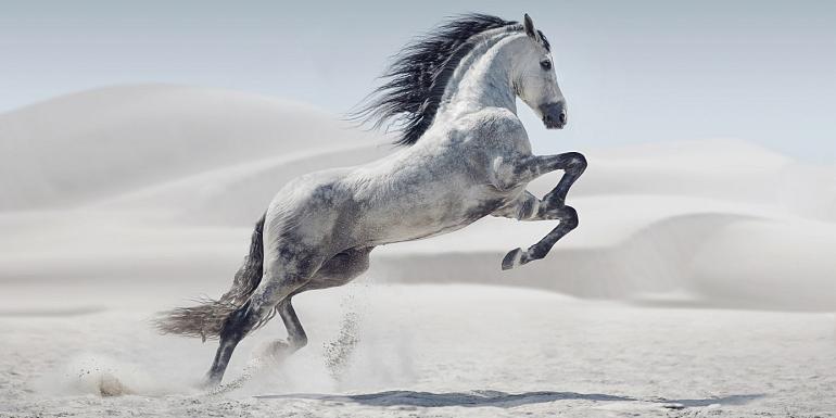 Galopperend paard