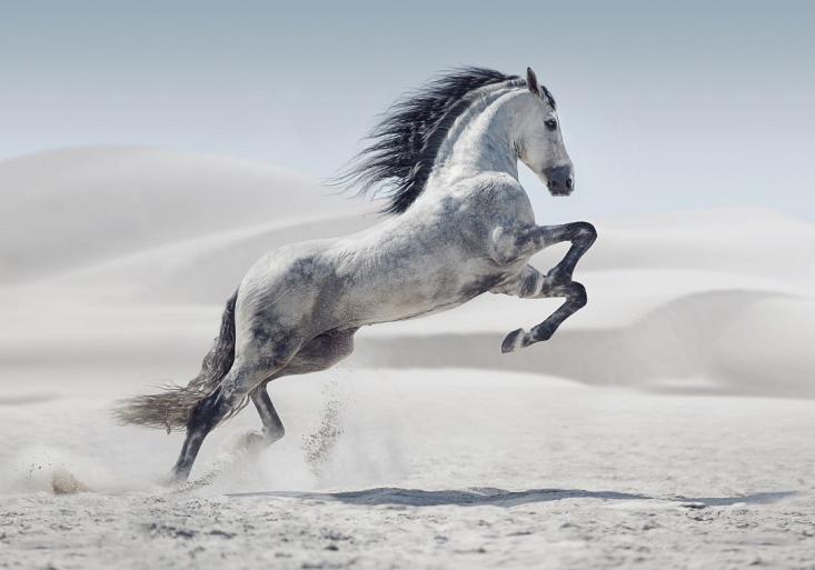 Galopperend paard