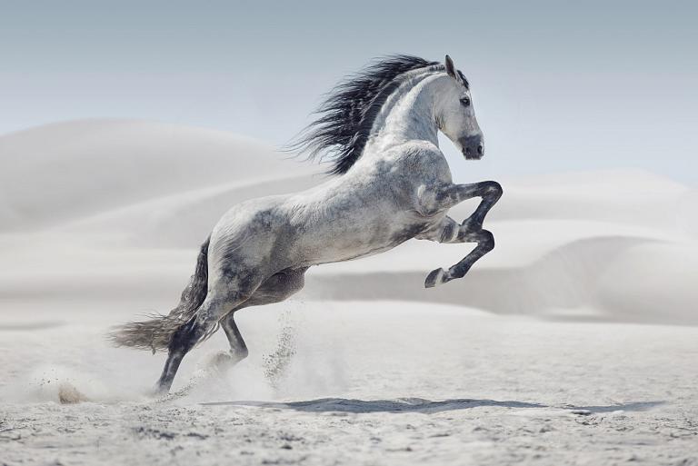 Galopperend paard