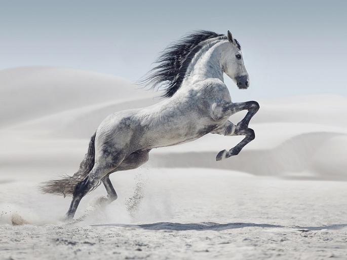 Galopperend paard