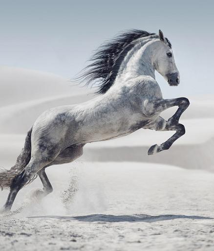 Galopperend paard