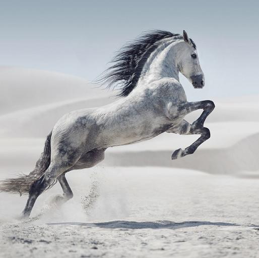 Galopperend paard
