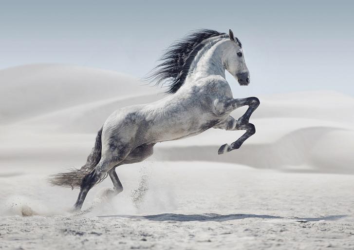 Galopperend paard