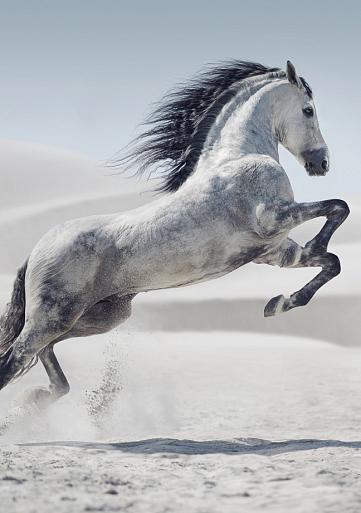 Galopperend paard