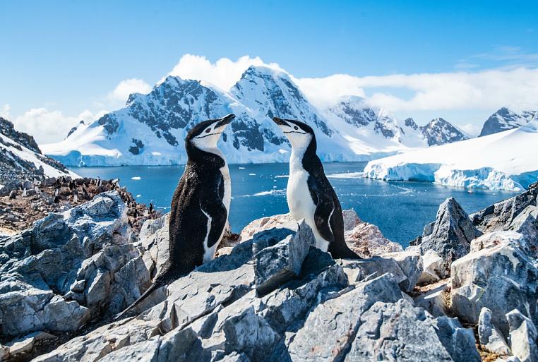 Twee pinguïns in winters landschap