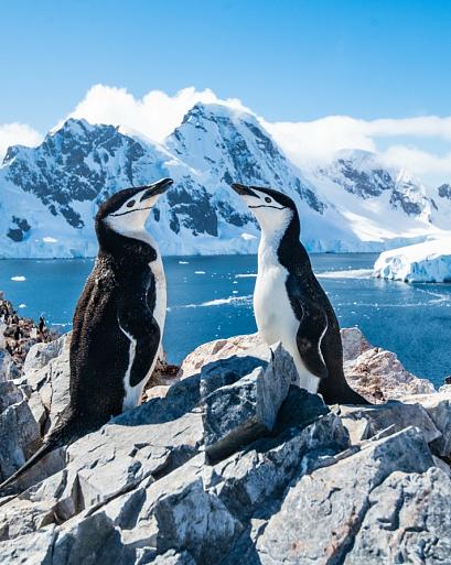 Twee pinguïns in winters landschap