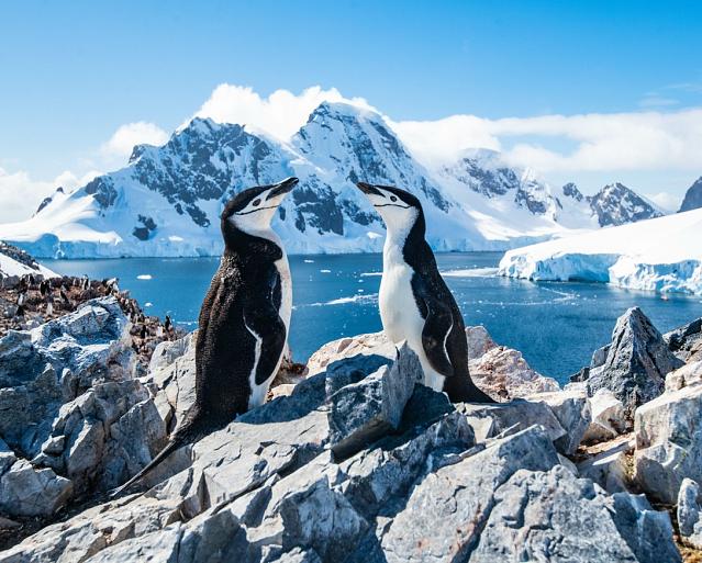 Twee pinguïns in winters landschap
