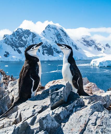 Twee pinguïns in winters landschap