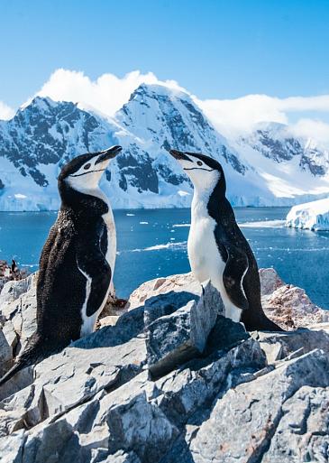 Twee pinguïns in winters landschap