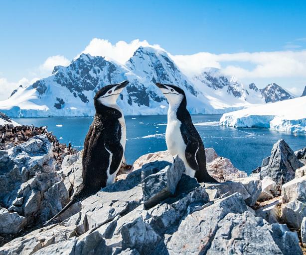 Twee pinguïns in winters landschap