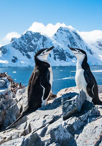 Twee pinguïns in winters landschap