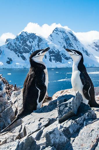 Twee pinguïns in winters landschap