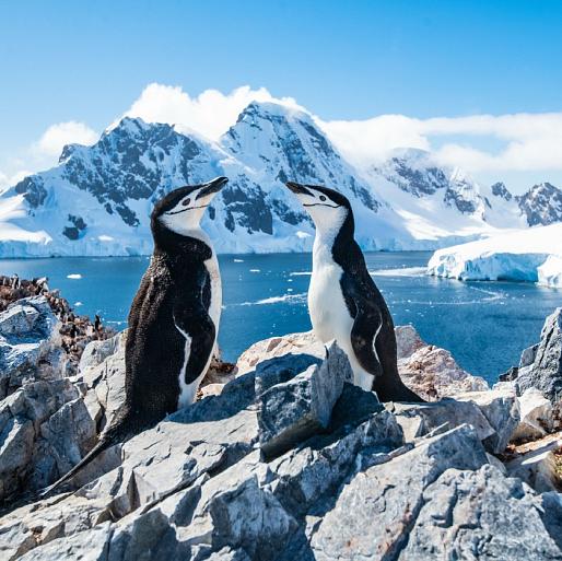 Twee pinguïns in winters landschap