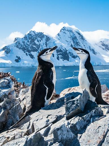 Twee pinguïns in winters landschap