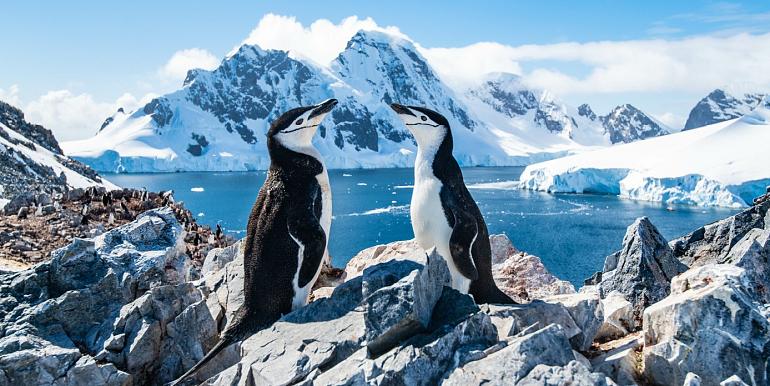 Twee pinguïns in winters landschap
