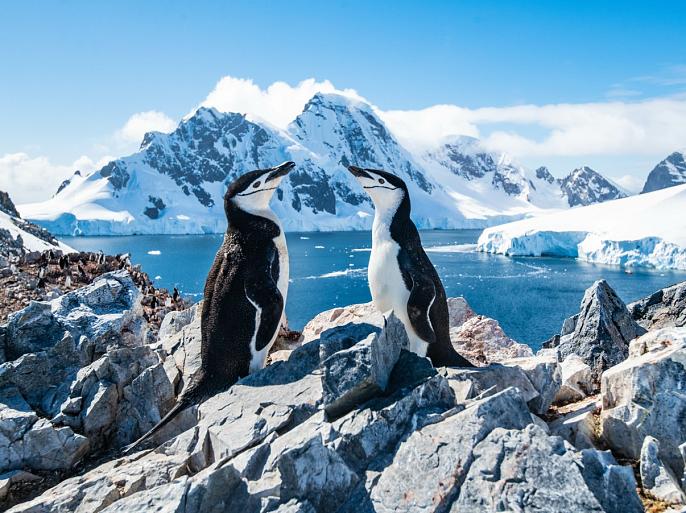 Twee pinguïns in winters landschap