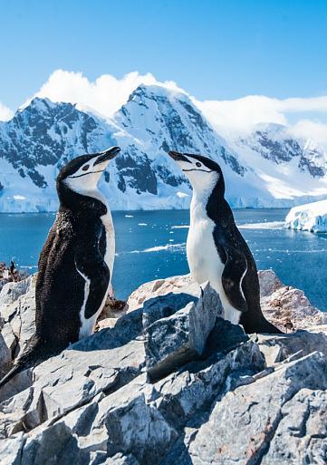 Twee pinguïns in winters landschap