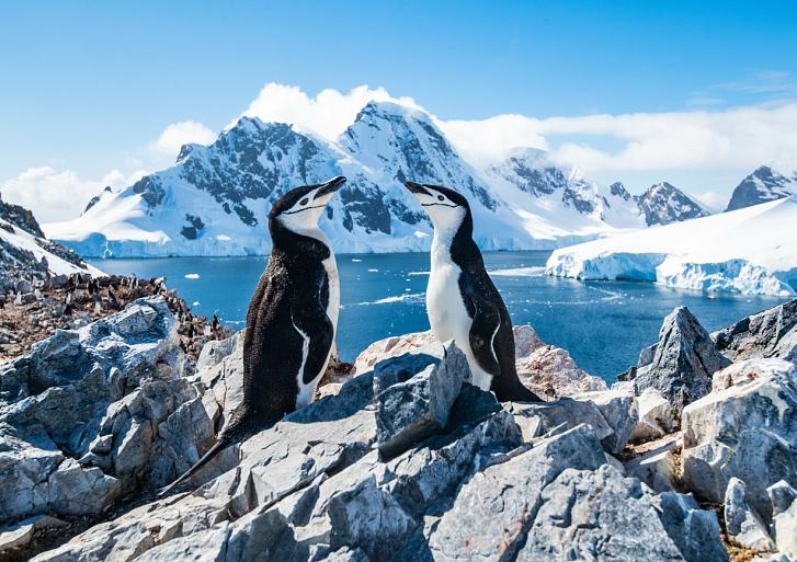 Twee pinguïns in winters landschap